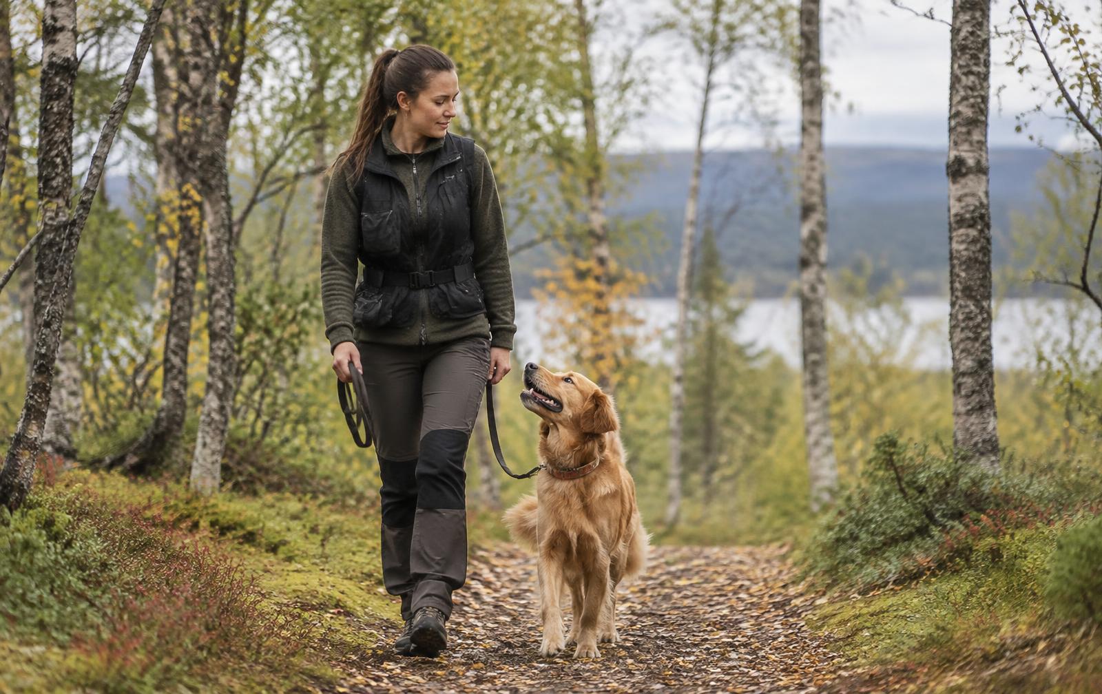 Hundtränare på promenad med golden retriever i Umeå